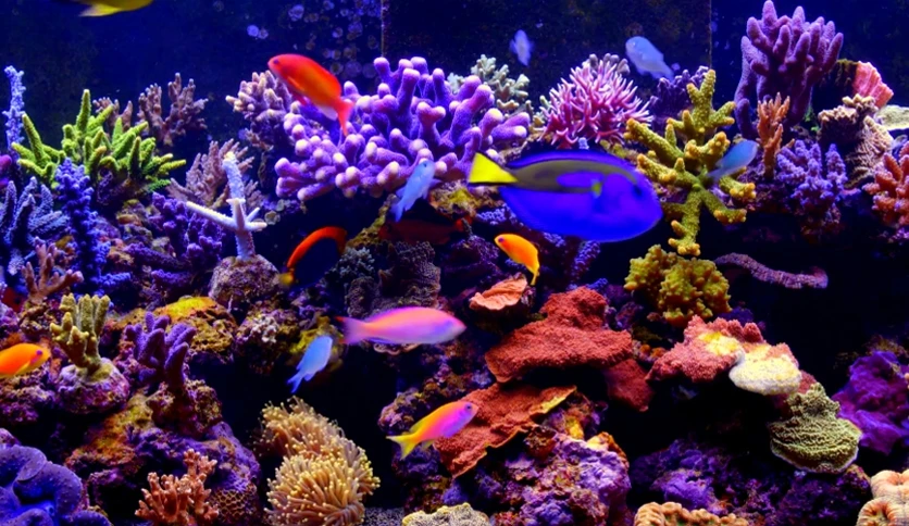 65521c8ad4248-aquarium-4k-live-wallpaper-screenshot2