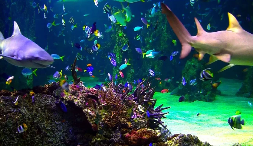 654b68c708bf6-aquarium-live-hd-screensaver-FeatureImage