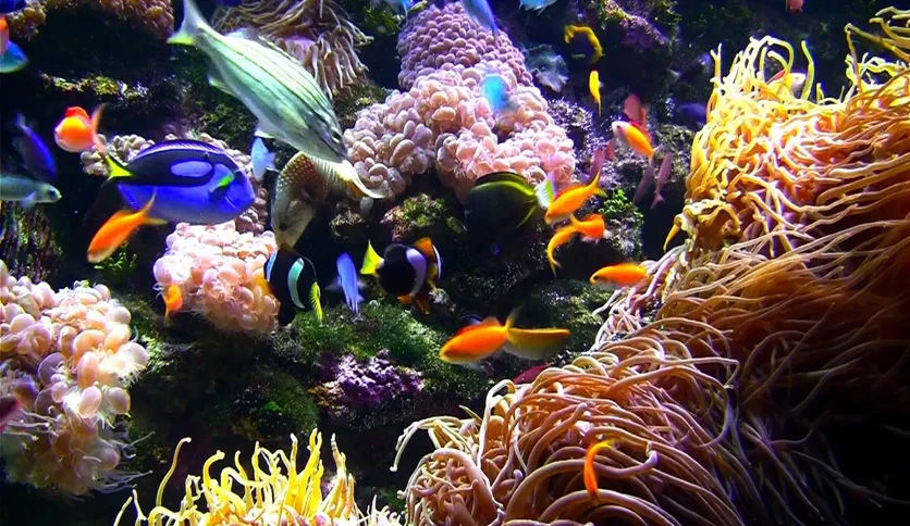 654b68c7d4a41-aquarium-live-hd-screensaver-screenshot2